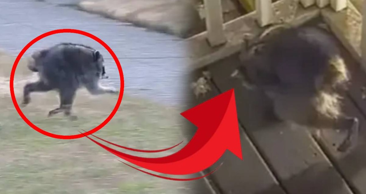 Fotoğrafı gören bir daha bakıyor, kimse bu yaratığın ne olduğunu çözemiyor Fotografi goren bir daha bakiyor kimse bu yaratigin ne oldugunu cozemiyor gYpK1IW2